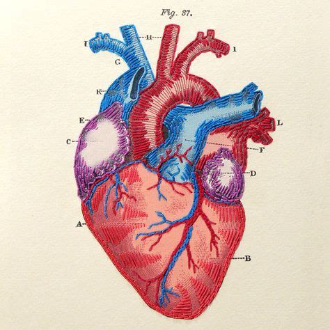 Coeur anatomie Journal. Carnet de coeur. par FabulousCatPapers (With ...