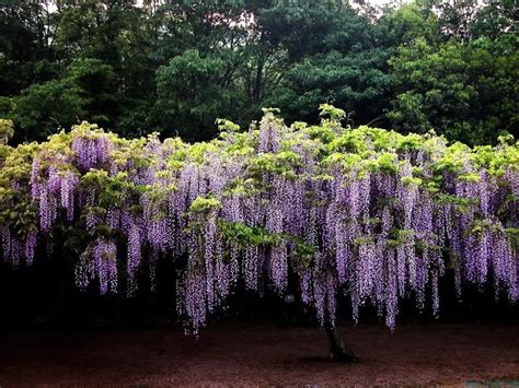 Wholesale 50 seeds Blue Chinese Wisteria Vine, Wisteria sinensis, Flower Seeds tree (Fast, Showy ...