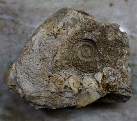 Another early ordovician object - coiled cephalopod? - Fossil ID - The Fossil Forum