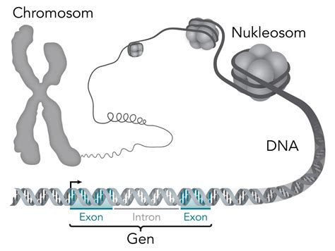 File:Chromosom-DNA-Gen.png - Wikimedia Commons
