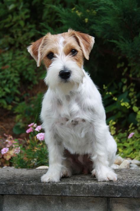 Jack Russell Terrier, Chien Jack Russel, Jack Russell Dogs, Jack Terrier, Pet Dogs, Dogs And ...