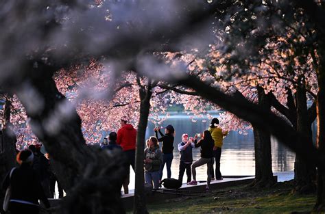 Washington's Cherry Blossoms Reach Second-Earliest Peak Bloom Ever ...