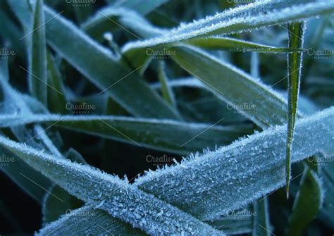 First frost ~ Nature Photos ~ Creative Market