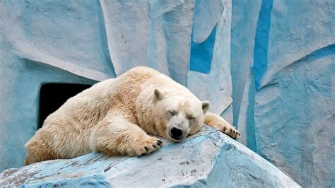 Sleeping Polar Bear - Image Abyss