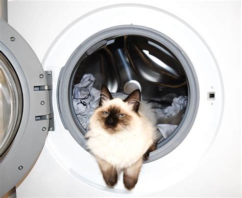 Online crop | HD wallpaper: washing machine, cat, the cat in the ...