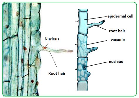 Root hairs and water uptake by plants - Biology Notes for IGCSE 2014