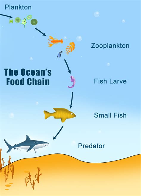 What is a Food Chain? - C.S.W.D