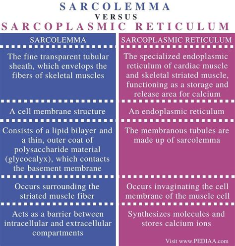 What is the Difference Between Sarcolemma and Sarcoplasmic Reticulum - Pediaa.Com | Cell ...