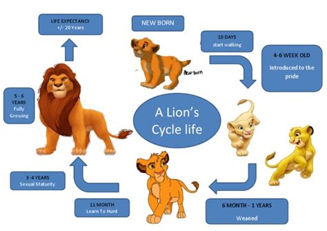 A Lion's Cycle Life: New Born | PDF