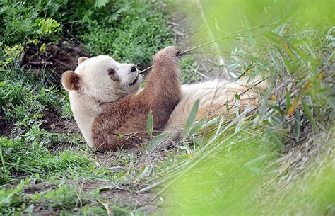 The Fifth Brown Panda in the History of Qinling Pandas – Qizai’s Story ...