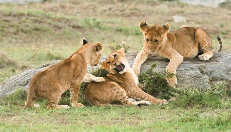 Top 5 Safari Destinations to see Lions | Natural High Safaris