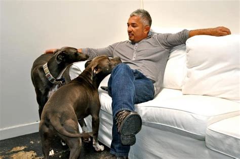 23 best images about Dog Whisperer with Cesar Millan on Pinterest | Cesar millan, For dogs and ...