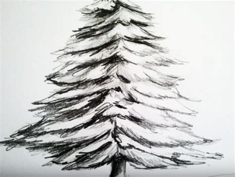 Christmas Tree Pencil Sketches