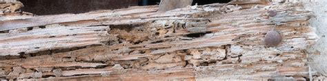 6 Warning Signs of Termite Damage | Massey Services, Inc.