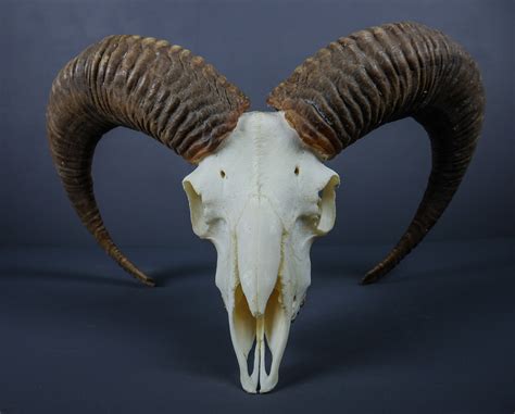 Alpine Mouflon ram horns and skull AHS54 | Antlers Horns and Skulls