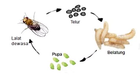 Cara Mengamati Daur Hidup Lalat Buah