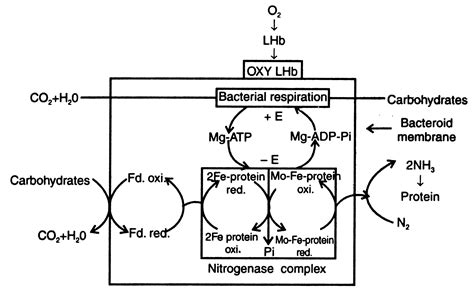 Mechanism of Nitrogen Fixation in Root Nodules - Biological Nitrogen ...