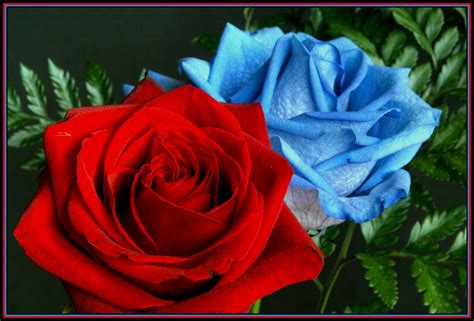 Red & Blue Rose Macro in HDR | A HDR shot with low lighting.… | Flickr