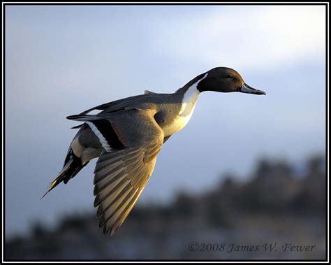 Common Pintail - Drake | By the looks of it, this little fel… | Flickr