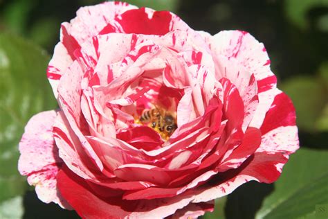 Rose,Rose garden ,Oregon | Rose, Flowers, Garden