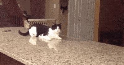 Scared Cat Jump Gif