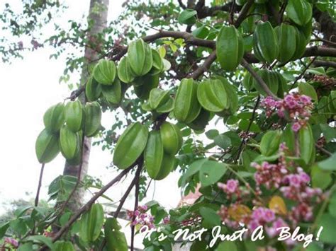 BALIMBING (CARAMBOLA) « Herz's Life