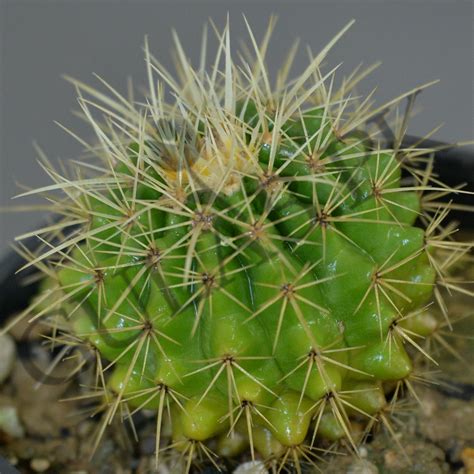 Golden Barrel Cactus (گولڈن بیرل کیکٹس) - Lahore - Gulab.pk