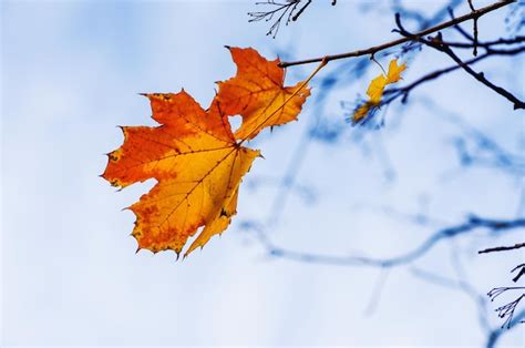 Premium Photo | Tree with one yellow single leaf and winter branches ...