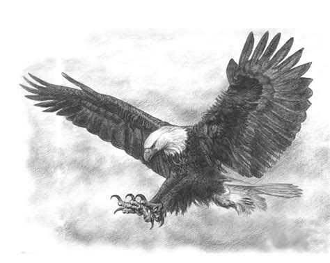 Soaring Eagle Sketch at PaintingValley.com | Explore collection of ...