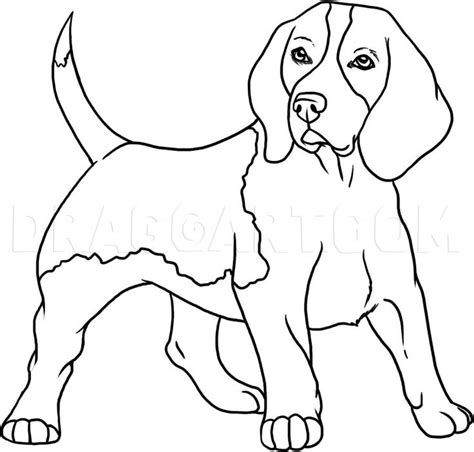 How To Draw A Beagle