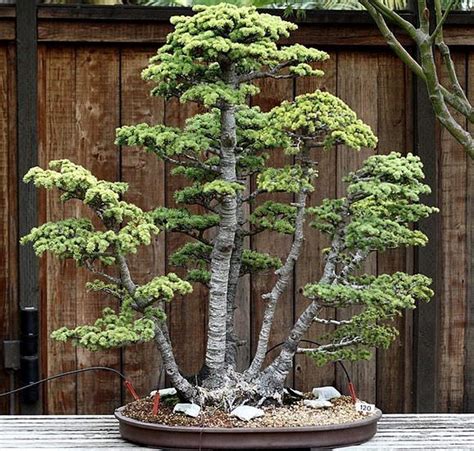 20 Brilliant Bonsai Trees You Have to See