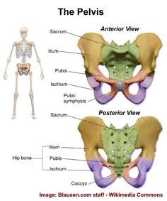 AccessMedicine | Content | Anatomy bones, Human anatomy and physiology, Anatomy