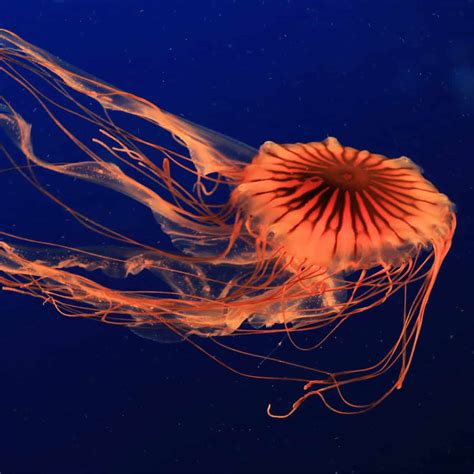 Sea Nettle: The Carnivorous Jellyfish - Ocean Info