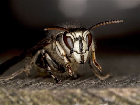 Bald-faced Hornet Sting: The Potent Toxin Venom