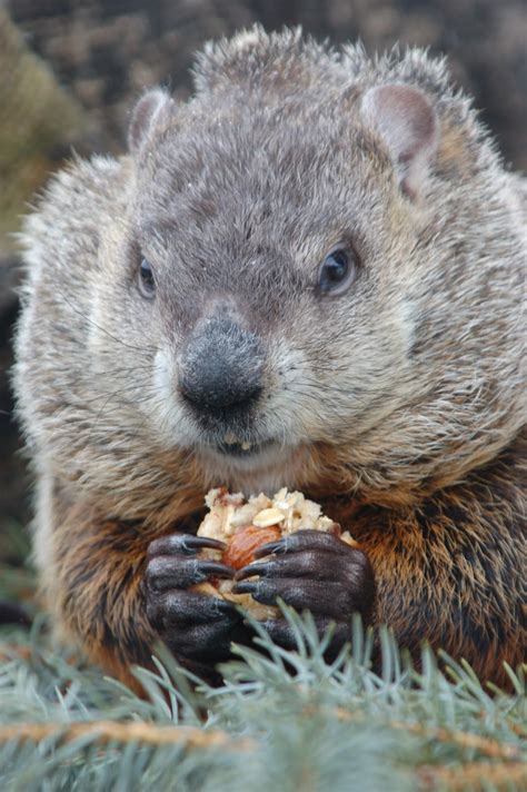 Wisconsin Wildlife Neighbors: What Woodchucks do on Wednesday