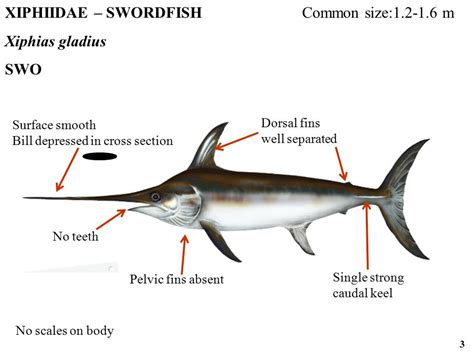 Shallow water Swordfish - The Hull Truth - Boating and Fishing Forum