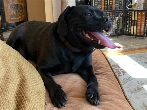 Jetty Is Basking Ridge's Pet Of The Week | Basking Ridge, NJ Patch