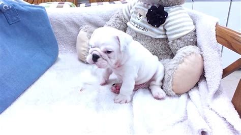 Micro teacup English Bulldog puppies for sale - YouTube