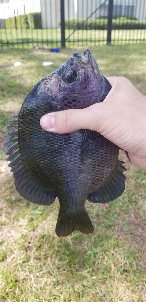 Massive bream in this pond. : Fishing