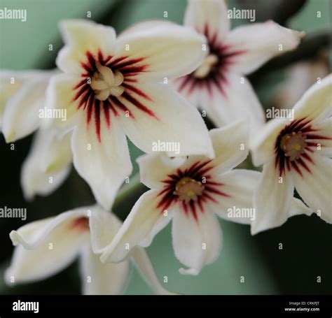 Cola flower hi-res stock photography and images - Alamy