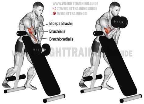 Standing dumbbell preacher curl. An isolation exercise. Target muscle ...