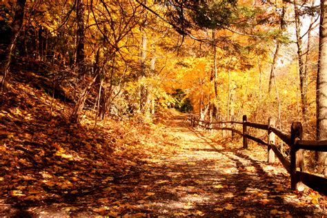 Forest Trail Free Stock Photo - Public Domain Pictures