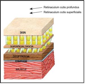 Fascia As A Sensory Organ - Track & Field News