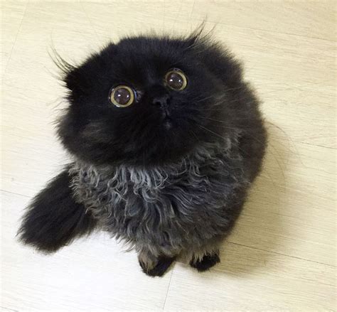 Meet Gimo, The Cat With The Biggest Eyes Ever | Bored Panda