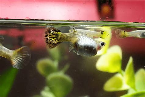 Pregnant Guppy 101: Signs, Behavior, Stages, Care & More – Pet Fish Online