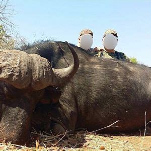 Hunting Cape Buffalo | AfricaHunting.com