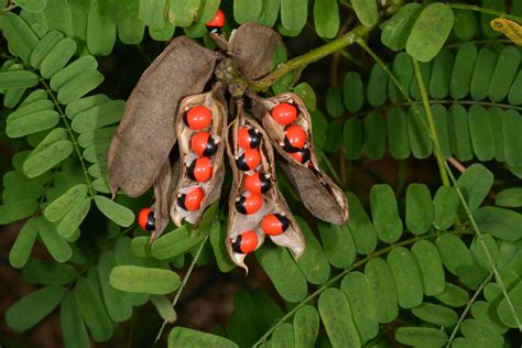 Abrus precatorius (Fabaceae) image 126606 at PhytoImages.siu.edu