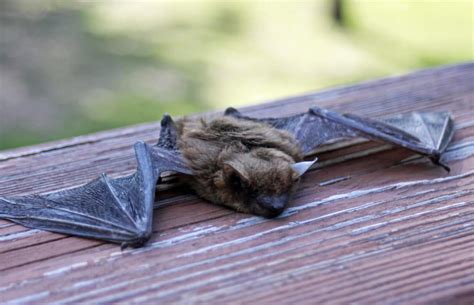 Bug-Eating Bats Help Control Garden Pests and More! - YardSmartMarin