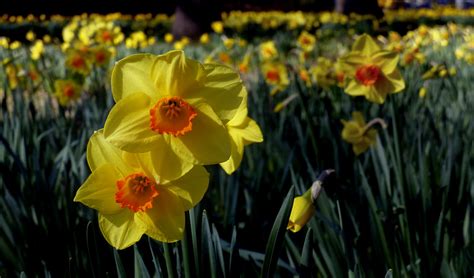 Daffodils | Narcissus is a genus of predominantly spring per… | Flickr