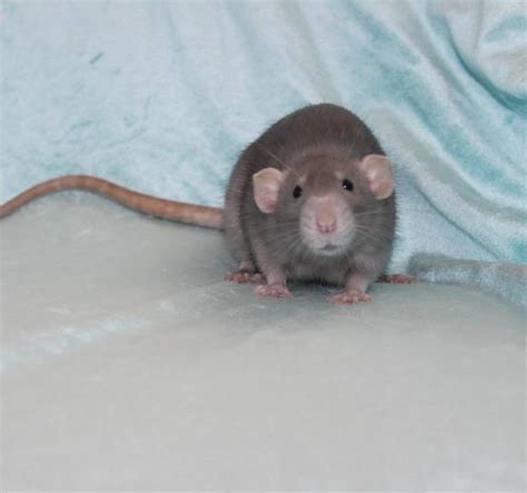 cutest little ears : RATS